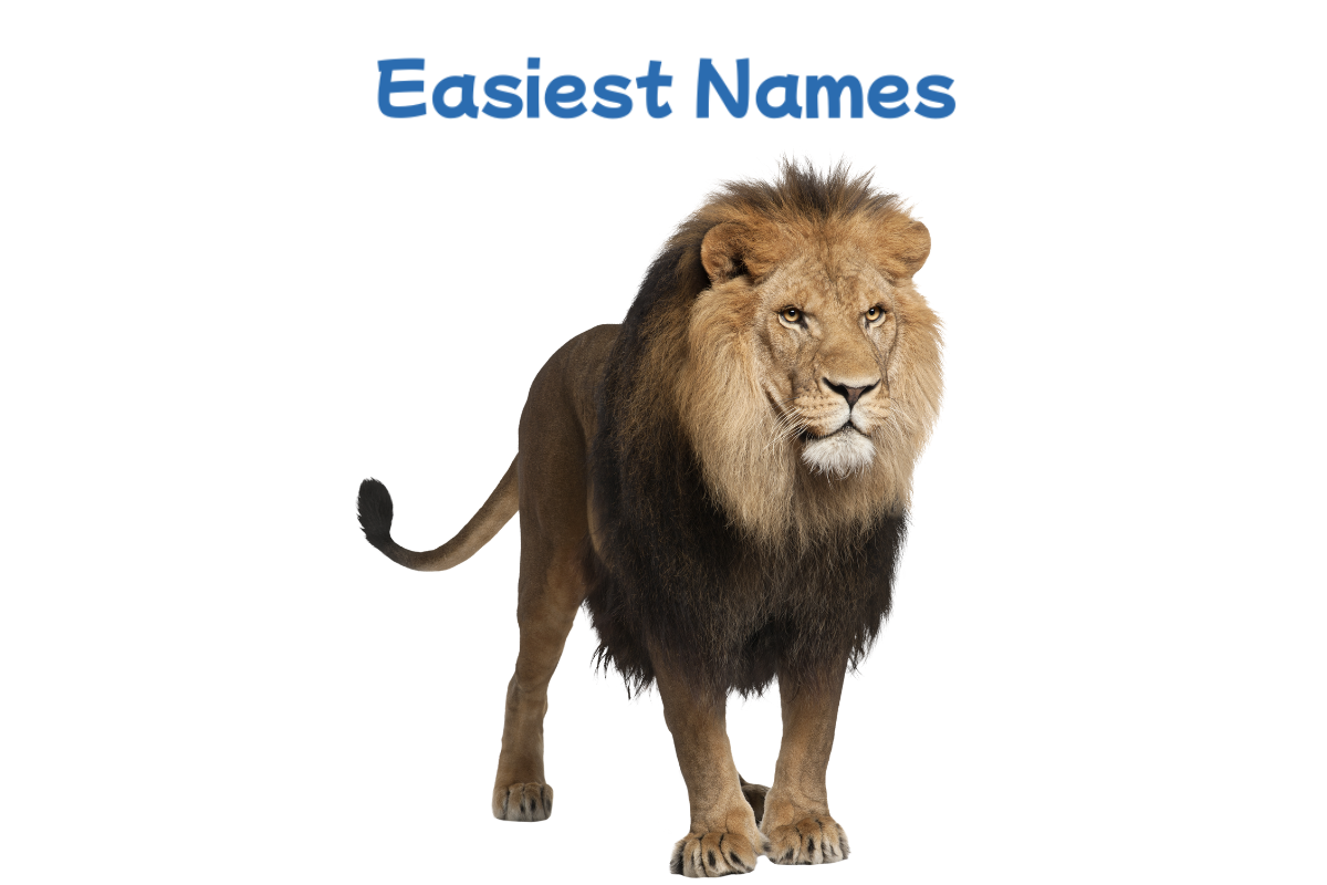 300+ Catchy Lion Names Ideas For King Of Jungle