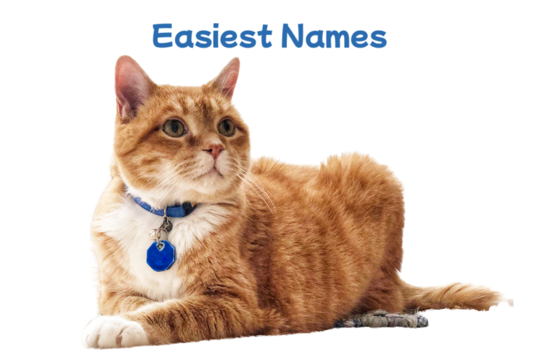 Muslim Cat Names