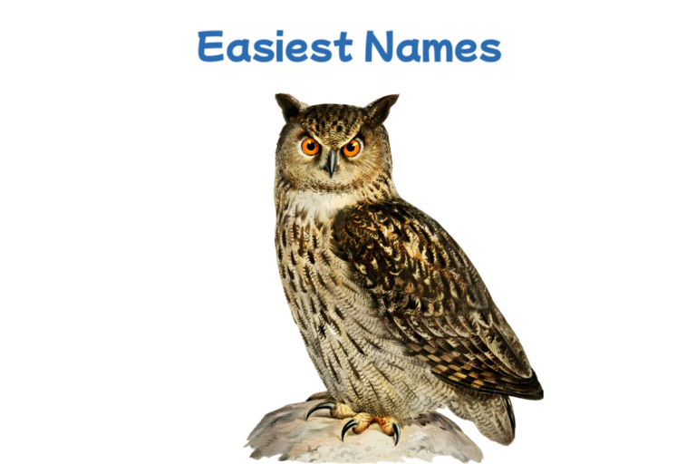 Owl Names