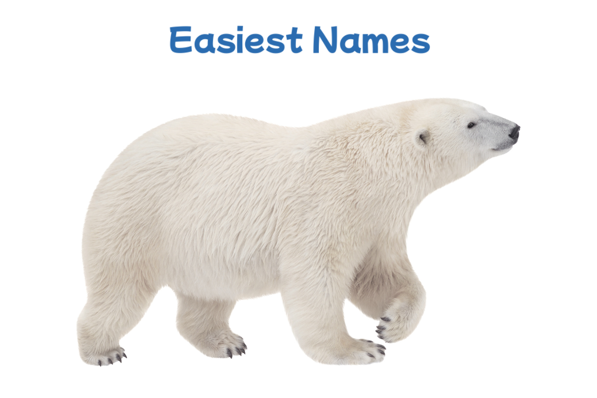 200+ Catchy Polar Bear Names With Name Generator