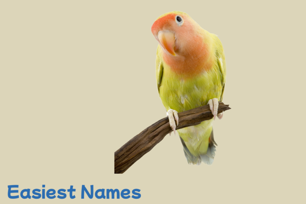 birds names