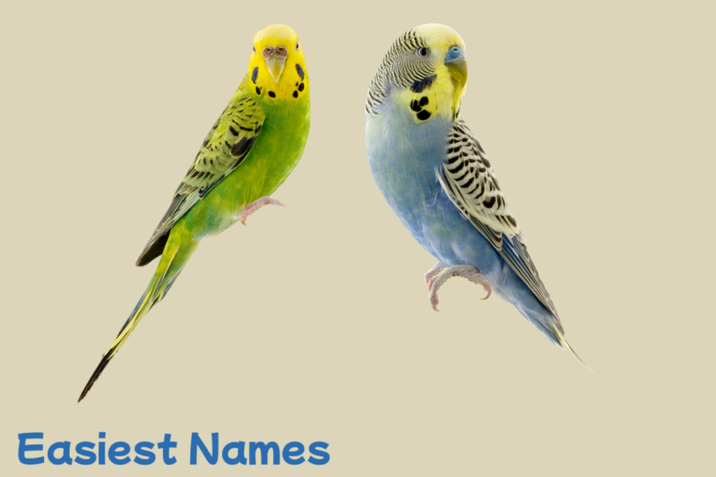 birds names