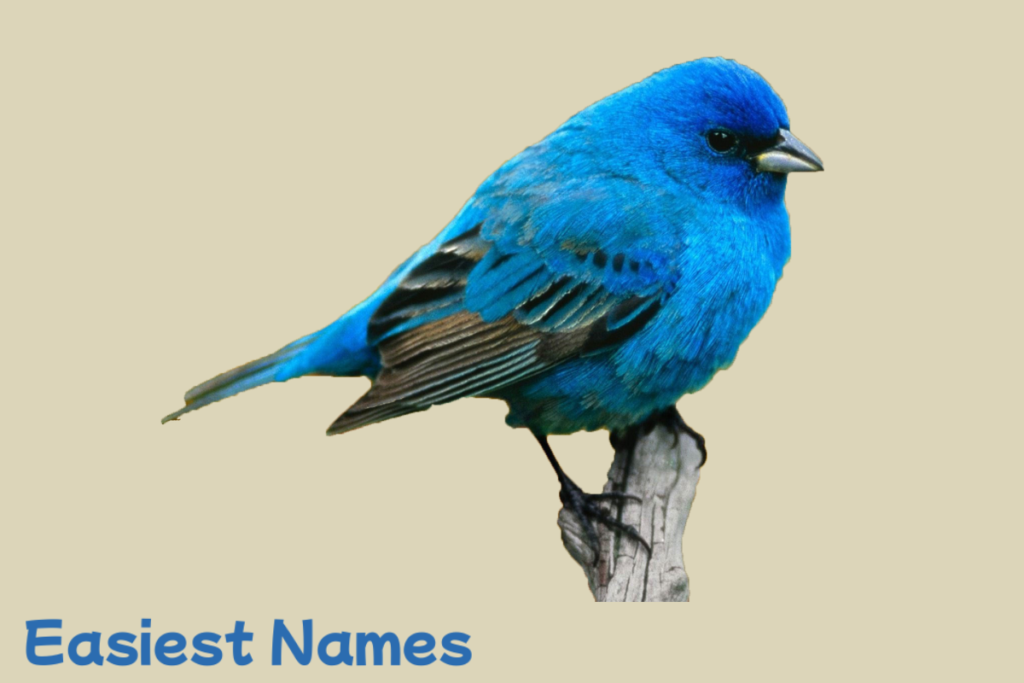 names for birds