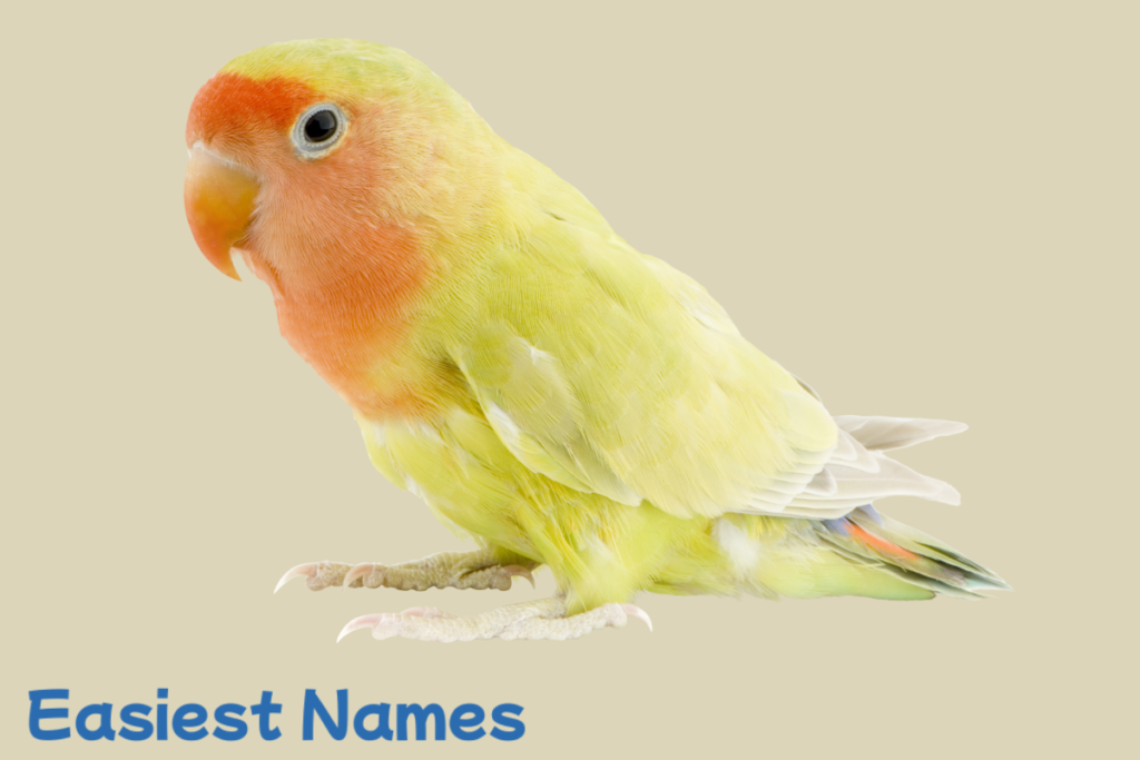 birds names