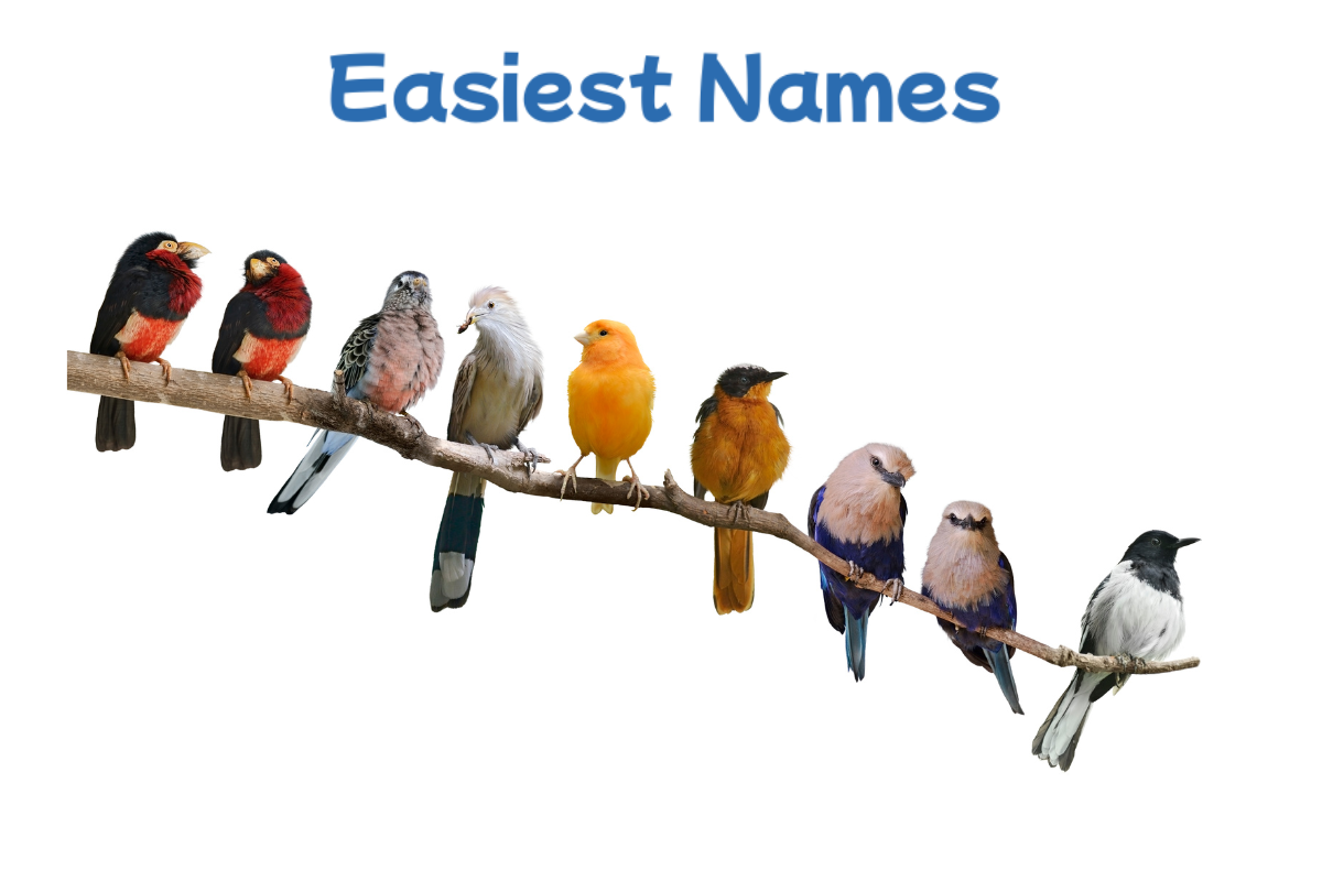 easiest birds names ideas for you