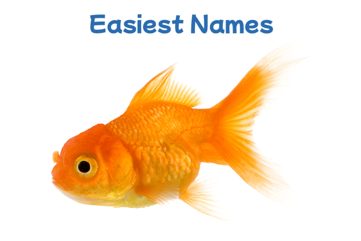 fish names