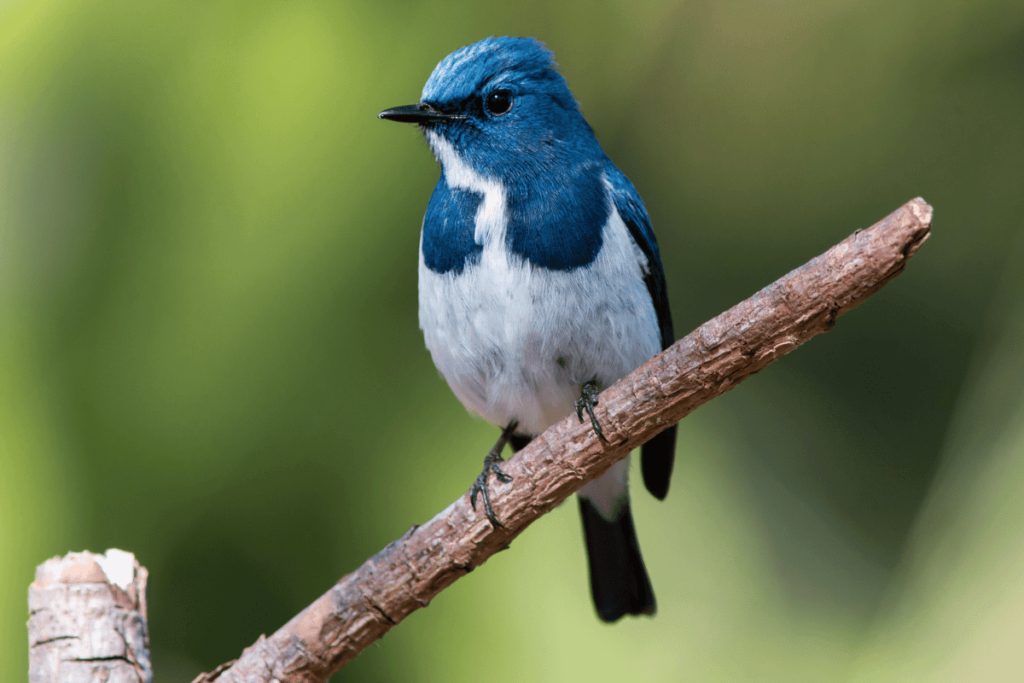 20 Trending Names for Birds with Meaning