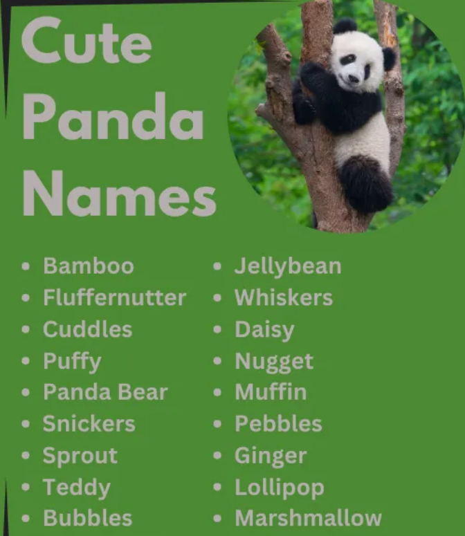 panda names