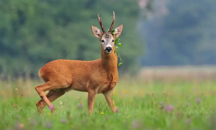 Deer Names