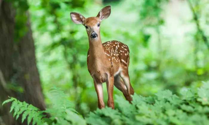 Deer Names