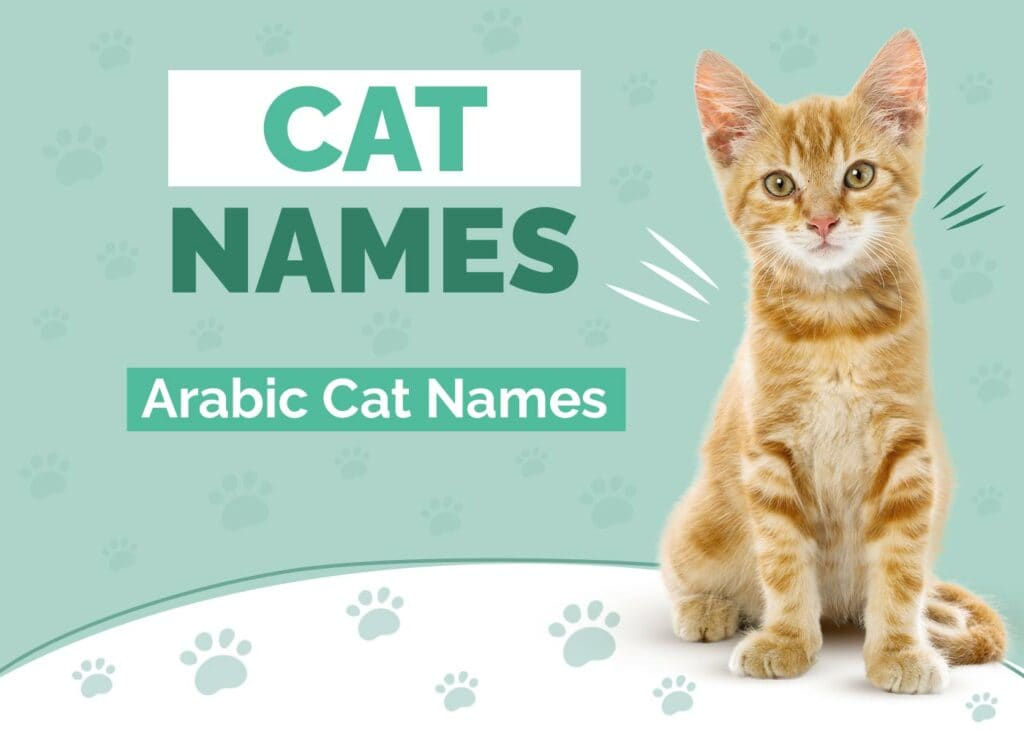 Arabic Cat Names