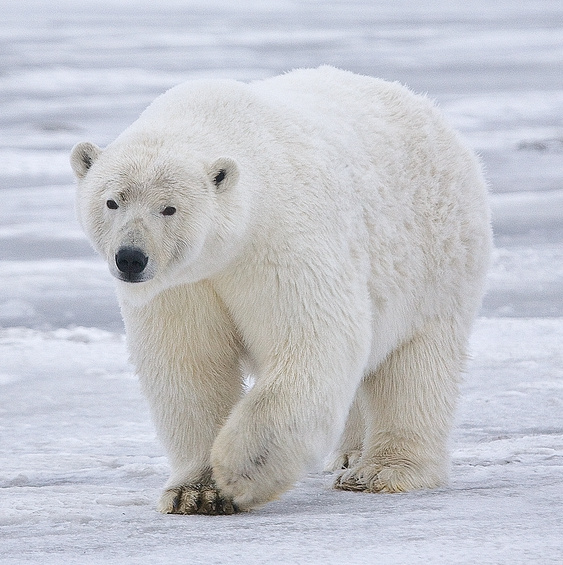 Funny Polar Bear Names