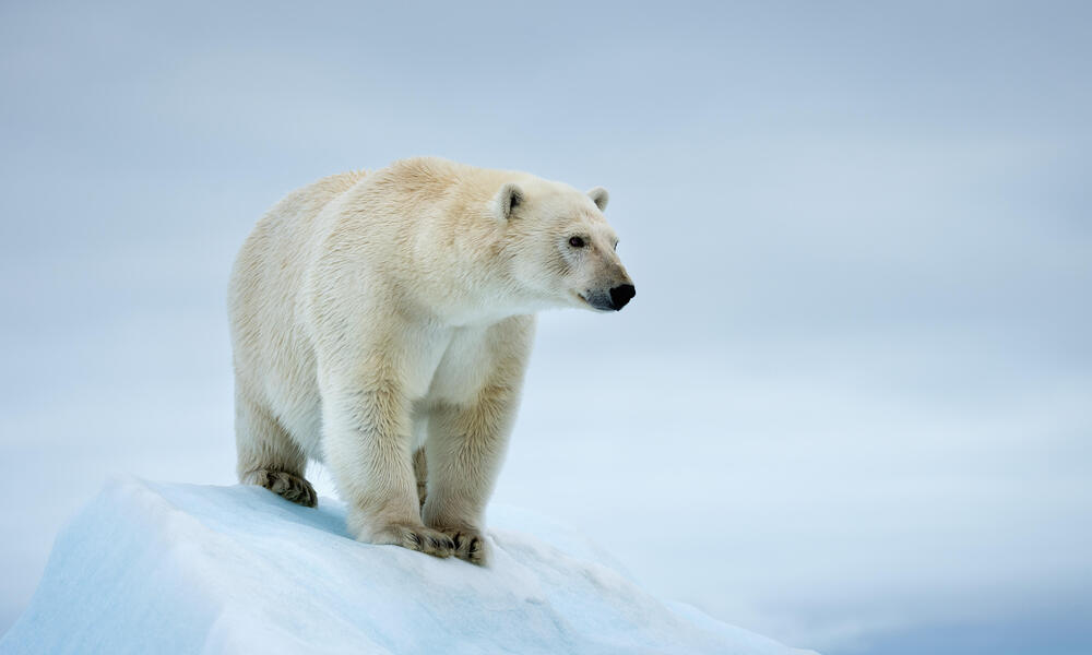 cool Polar Bear Names