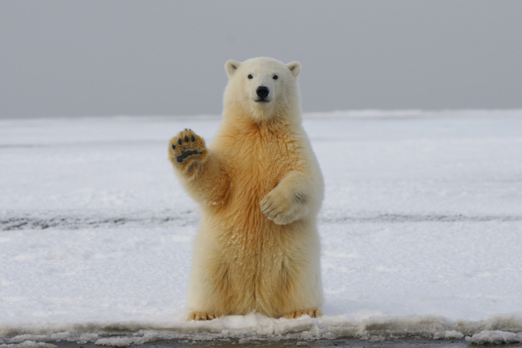 polar bear names