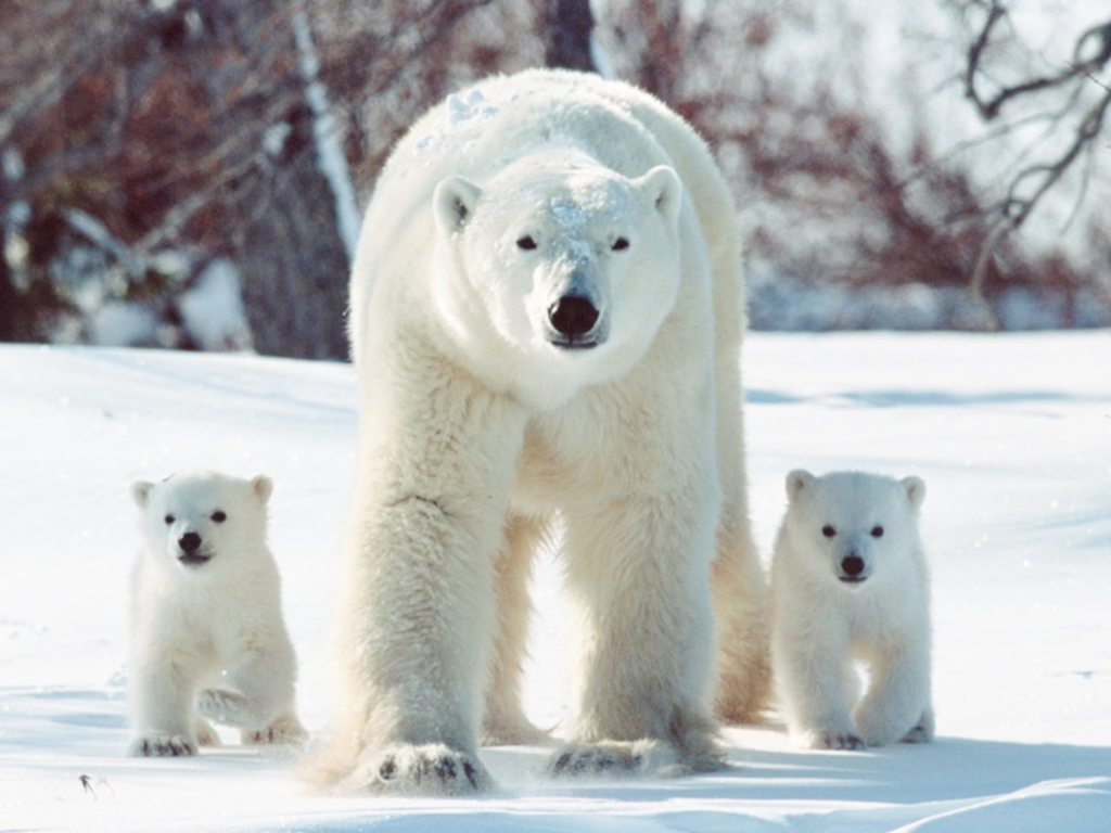  Polar Bears names