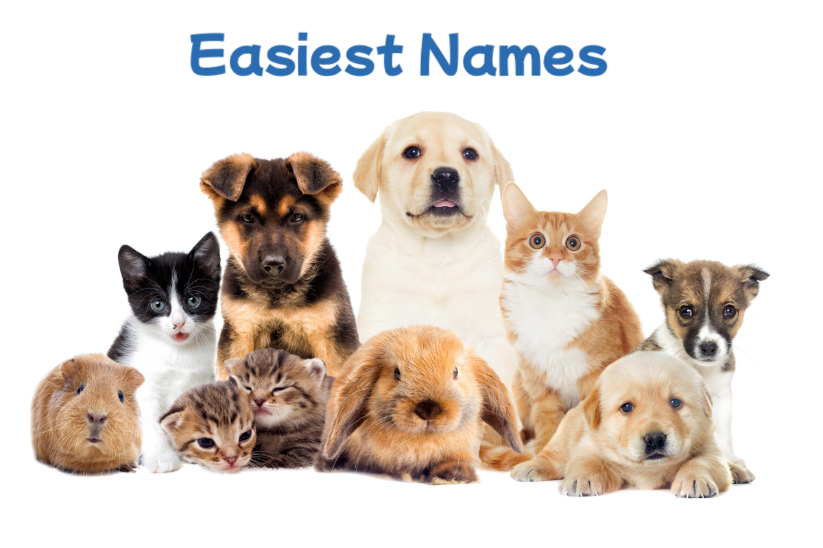 pets names