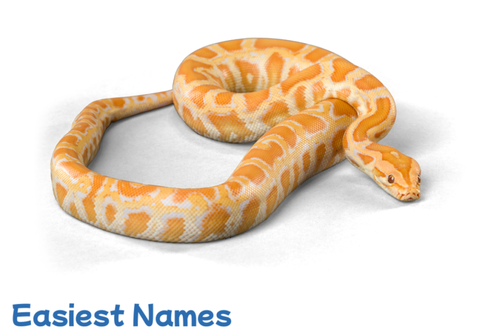 snake names