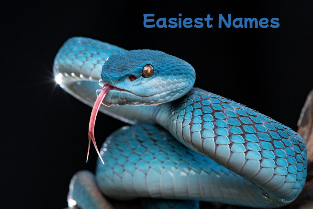 snake names