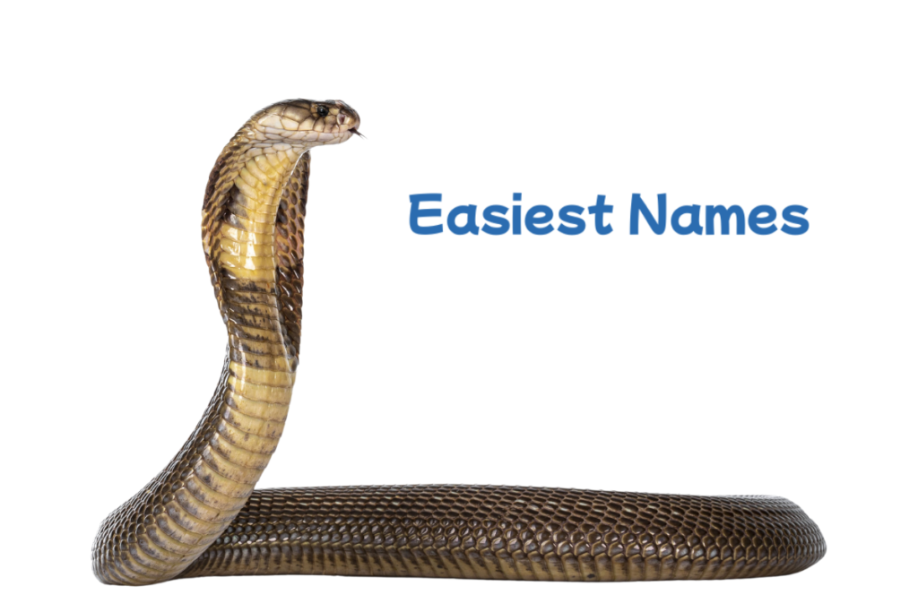 snake names