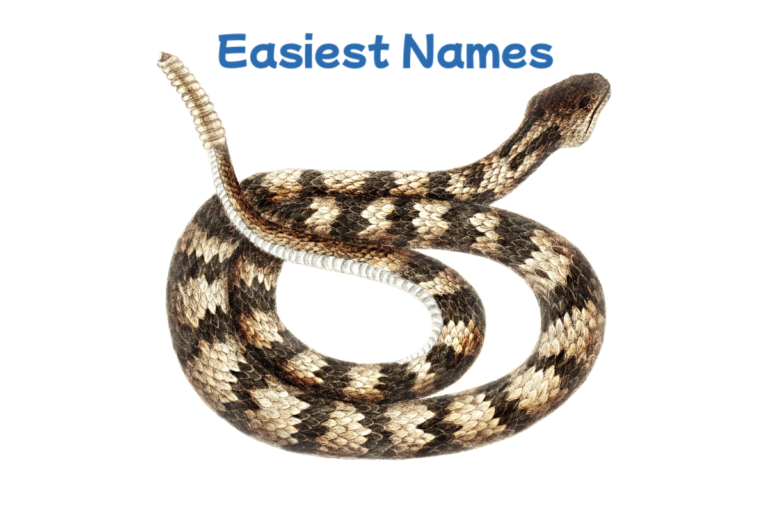 snake names